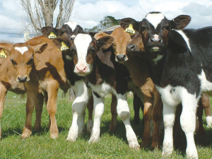 Copper deficiency could be linked to lameness.