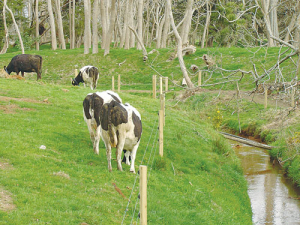 New rules excluding stock from waterways need to be sensible, practical and affordable says Federated Farmers.