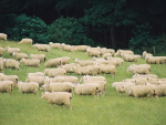 Heavier lambs at weaning meant more kilograms of lamb could be produced and sold earlier.