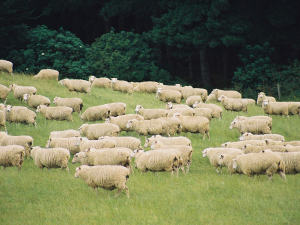 New Research Finds Higher Lamb Weaning Weights Can Lift Farm Profit and Emissions Efficiency