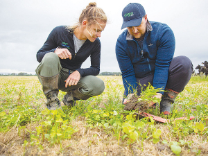 Align Farms CEO Rhys Roberts with his wife Kiri examine the pasture on one of the group&#039;s farms in Mid-Canterbury.