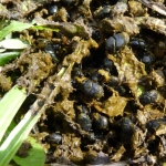 First North Island release of dung beetles