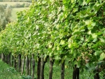 Any winegrower looking to export should not neglect to ensure that brands are safe to use, and are protected, overseas.