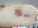 A potato with PMTV.