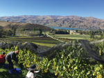 TOSQ’s organically certified vineyard near Cromwell. 