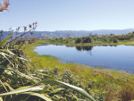 Wetlands are some of our rarest and most at-risk ecosystems.