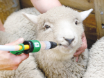 Trial results showed there was a reduction of up to 57% in drench use without any negative effects on the productivity of winter lambs.
