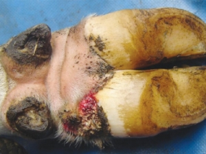 Digital dermatitis.