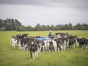 Calves can get M. bovis by drinking contaminated milk.