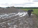 Farmers are keeping cows off pasture to keep paddocks healthy for spring.