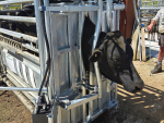 Te Pari CollarBoss Improves Safety in Cow Collar Fitting