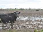 Keeping cows away from wet paddocks