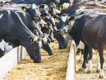 Feeding maize silage in the autumn results in substitution of pasture.