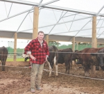 Barn boon for beef and sheep