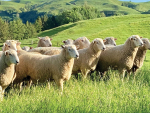 B+LNZ nProve tool simplifies ram selection for farmers
