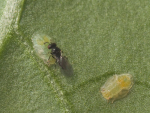A wasp is coming to the rescue of vegetable growers facing the threat of the Tomato Potato Psyllid pest.