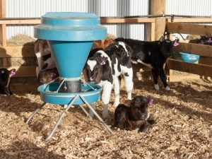 The heat is being turned up under bobby calf welfare.