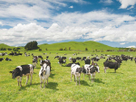 Some farming leaders in the dairy and sheep & beef sectors argue that NZ should not have signed the deal.