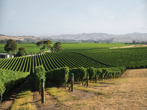 Data of Terroir: Understanding regional variation in Marlborough