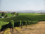 Data of Terroir: Understanding regional variation in Marlborough