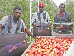 Orchardist Paul Paynter says Kiwi orchard workers have different motivations to the RSE workers on his orchard.