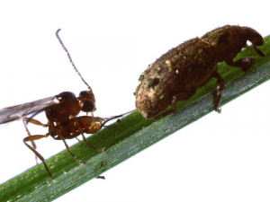 South American wasp and clover root weevil.