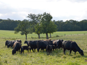 NZFAP was trialled with 34 beef, sheep and deer farmers across the country with positive results.