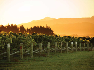 The 2020 Marlborough Vineyard Benchmarking report indicates profits of $11,910 per hectare before tax.