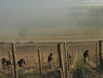 A lack of a reliable workforce and accommodation to house them is stymieing the growth in Central Otago. Photo: Quartz Reed, supplied by NZW.