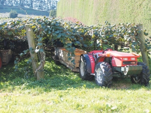 Kiwifruit orchard values are going through the roof on the back of a revamped sector.