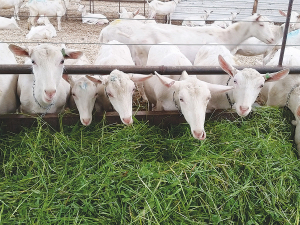 The goat industry aims to double the size of the country’s milking goat herd to about 100,000.