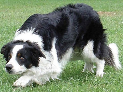 bearded collie huntaway cross