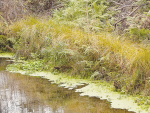 The size of each wetland is determined by the level of contaminants entering the land area.