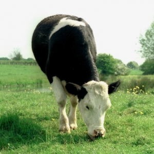 Graduate School for Dairy to open  