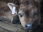MPI is launching an investigation into Farmwatch footage featuring bobby calves being dropped, dragged and thrown.