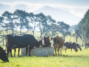 Putting a price on agricultural emissions could come at the cost of 54,600 jobs, a BusinessNZ report says.
