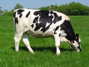 Reducing animal methane emissions feasible