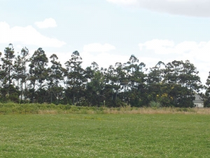 A Lincoln University study says not enough new trees are being planted on farms.