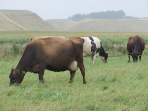 &quot;Pasture renewal offers a great return on investment at a time when pastoral farmers are under pressure,&quot; says PRCT project manager Tim Wood.