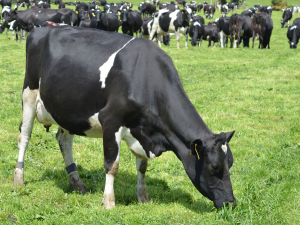 Nitrate poisoning hits Waikato herds
