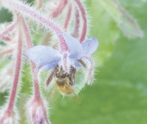 Neonic future unclear in NZ