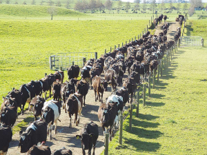 Cows heading back to the milking shed, with no farm bikes, no dogs and no people required.