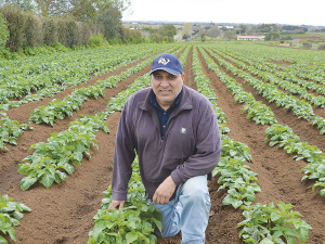 Pukekohe Vegetable Growers Association (PVGA) president Kirit Makan says compliance and regulation is making it harder for growers to continue producing fresh and healthy vegetables for New Zealanders.