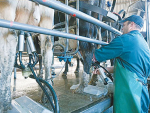 Halving bulk milk somatic cell counts from 300,000 to 150,000 is estimated to increase total season milksolids by 2.1%.