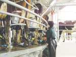 Synlait lifts its forecast milk price