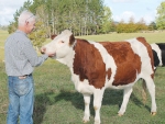 Bob Rosevear with Charlotte, a rising two year old – she is 75% Montbeliarde and daughter of the original family.