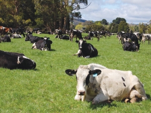 Nursing for downer cows