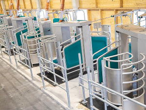 Designed specifically for Kiwi conditions, the DairyRobot system supports both batch and voluntary milking systems.