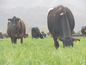 Getting up early on a foggy frosty Waikato morning for calving is quite a change for Indonesian farmers in New Zealand this winter with Fonterra&#039;s Dairy Development programme.