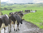 Check fencing and ensure livestock is moved to a sheltered area, says AA Insurance.
